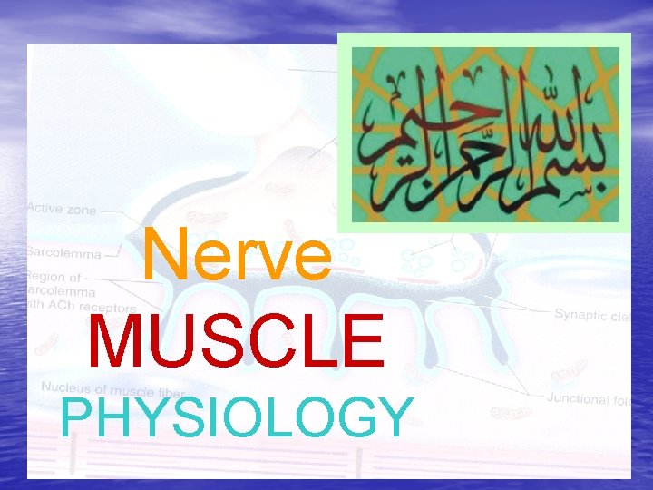 Nerve MUSCLE PHYSIOLOGY 