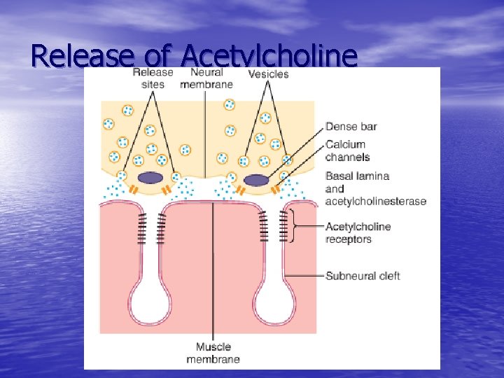 Release of Acetylcholine 