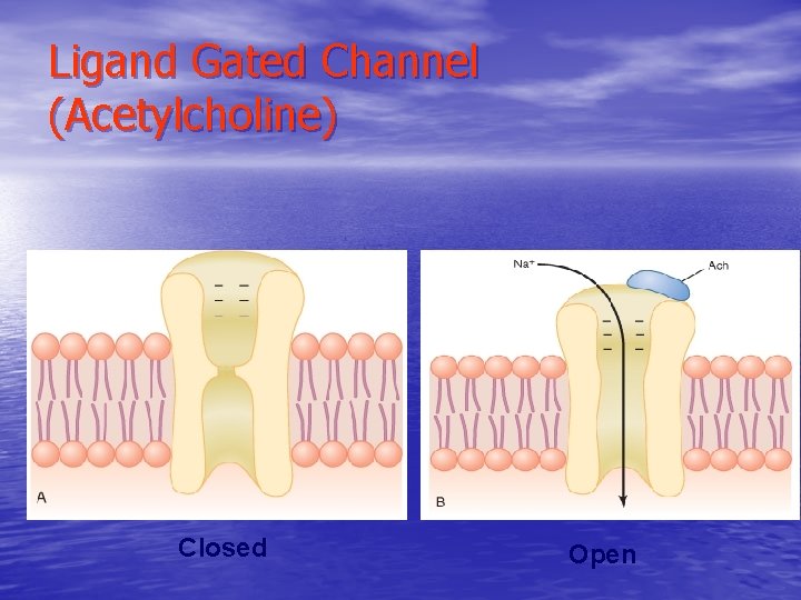Ligand Gated Channel (Acetylcholine) Closed Open Ligand Gated Channel (Acetylcholine) Closed Open