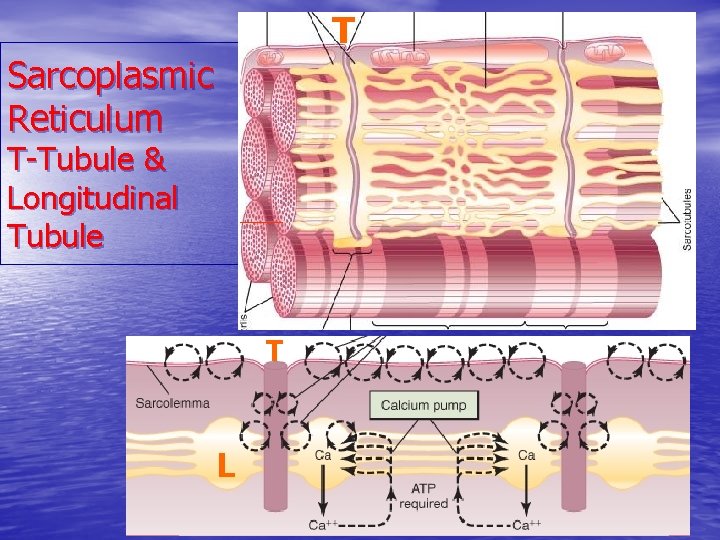 T Sarcoplasmic Reticulum T-Tubule & Longitudinal Tubule T L 