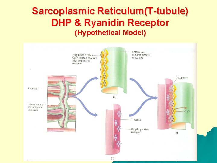 Sarcoplasmic Reticulum(T-tubule) DHP & Ryanidin Receptor (Hypothetical Model) 