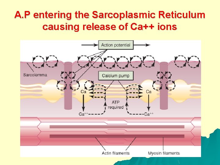 A. P entering the Sarcoplasmic Reticulum causing release of Ca++ ions 