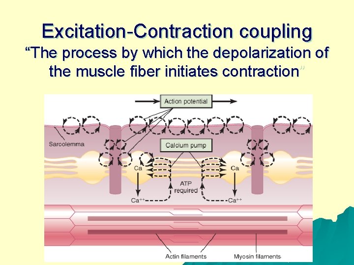 Excitation-Contraction coupling “The process by which the depolarization of the muscle fiber initiates contraction”