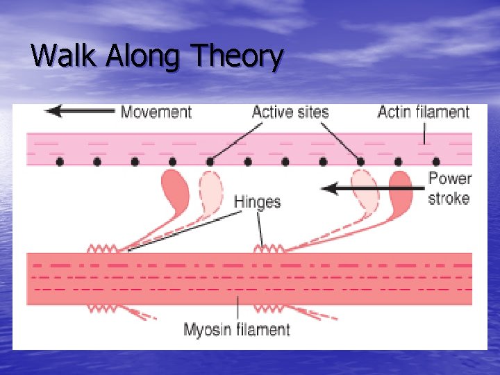 Walk Along Theory 