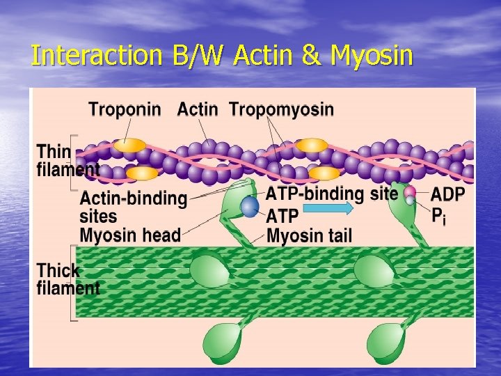 Interaction B/W Actin & Myosin 