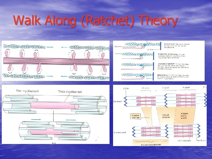 Walk Along (Ratchet) Theory 