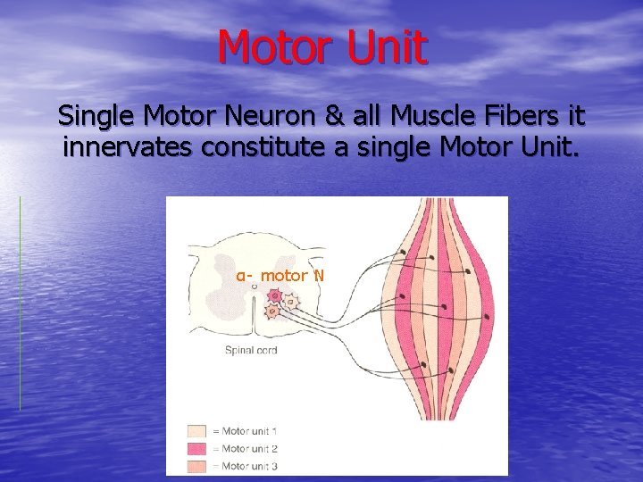 Motor Unit Single Motor Neuron & all Muscle Fibers it innervates constitute a single