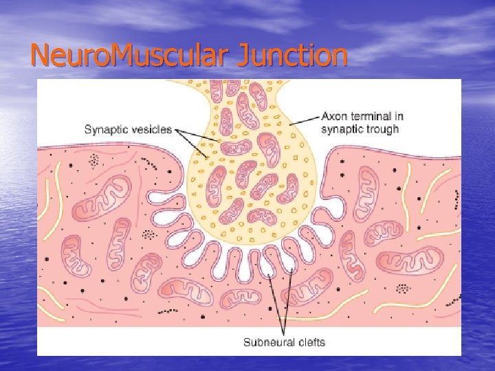 Neuro. Muscular Junction 