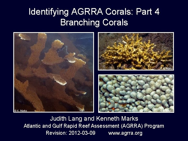 Identifying AGRRA Corals: Part 4 Branching Corals © K. Marks Judith Lang and Kenneth