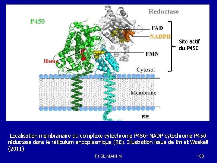 Site actif du P 450 Localisation membranaire du complexe cytochrome P 450 - NADP