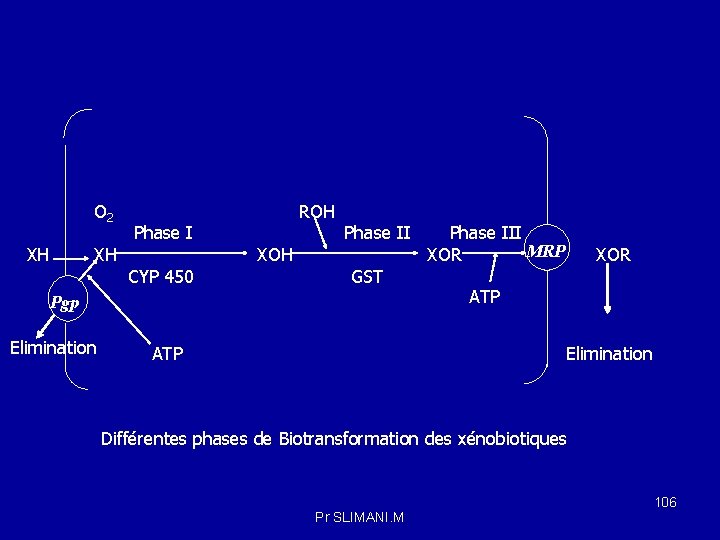 O 2 XH XH Phase I CYP 450 ROH XOH Phase II GST Pgp