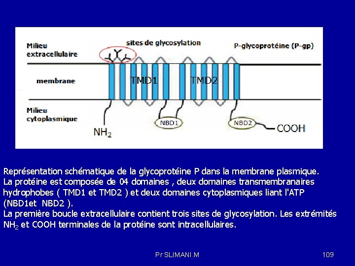 Représentation schématique de la glycoprotéine P dans la membrane plasmique. La protéine est composée