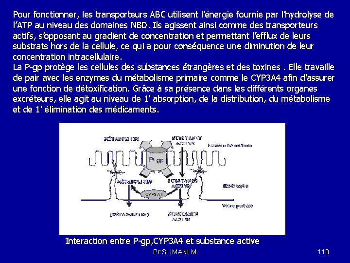 Pour fonctionner, les transporteurs ABC utilisent l’énergie fournie par l’hydrolyse de l’ATP au niveau