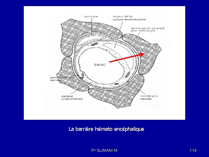 La barrière hémato encéphalique Pr SLIMANI. M 114 