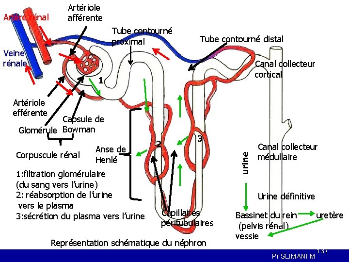 Artère rénal Artériole afférente Tube contourné proximal Tube contourné distal Veine rénale Canal collecteur
