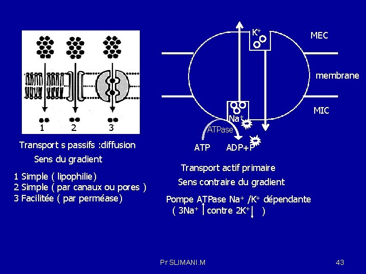 K+ MEC membrane 1 2 Na+ 3 Transport s passifs : diffusion Sens du
