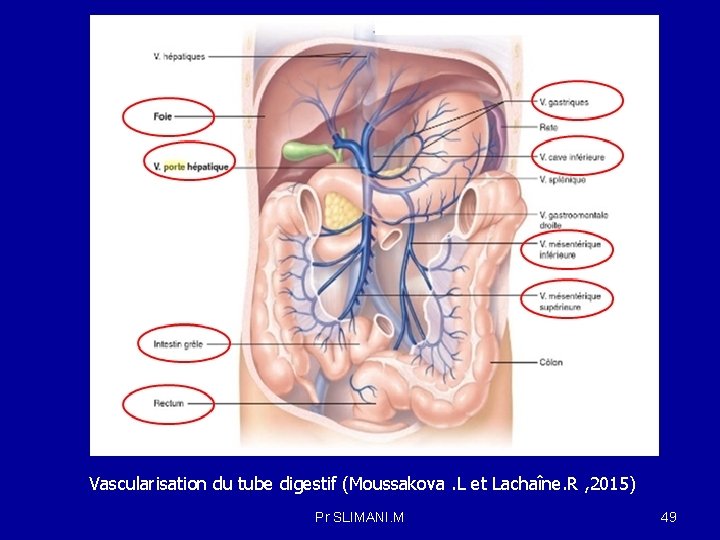 Vascularisation du tube digestif (Moussakova. L et Lachaîne. R , 2015) Pr SLIMANI. M
