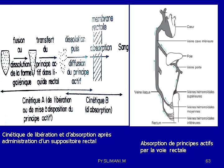 Cinétique de libération et d’absorption après administration d’un suppositoire rectal Pr SLIMANI. M Absorption