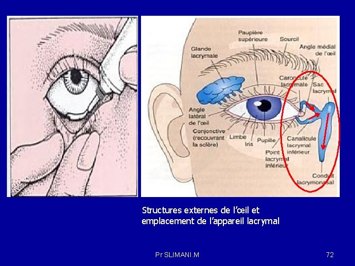 Structures externes de l’œil et emplacement de l’appareil lacrymal Pr SLIMANI. M 72 