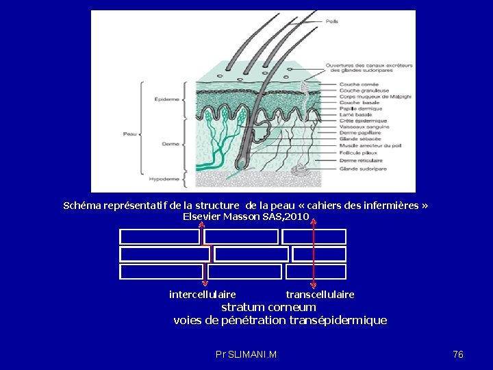 Schéma représentatif de la structure de la peau « cahiers des infermières » Elsevier