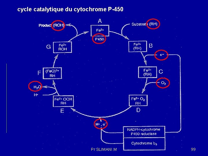 cycle catalytique du cytochrome P-450 Pr SLIMANI. M 99 
