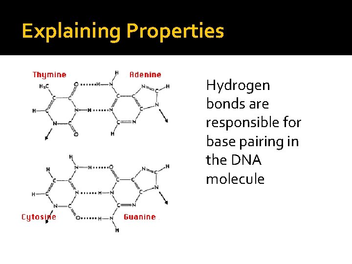 Explaining Properties Hydrogen bonds are responsible for base pairing in the DNA molecule 