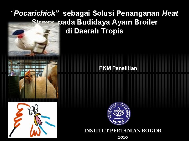 “Pocarichick” sebagai Solusi Penanganan Heat Stress pada Budidaya Ayam Broiler di Daerah Tropis PKM