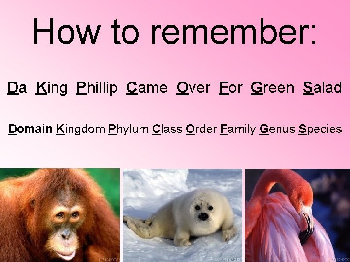 How to remember: Da King Phillip Came Over For Green Salad Domain Kingdom Phylum How to remember: Da King Phillip Came Over For Green Salad Domain Kingdom Phylum