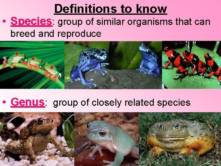 Definitions to know • Species: group of similar organisms that can breed and reproduce