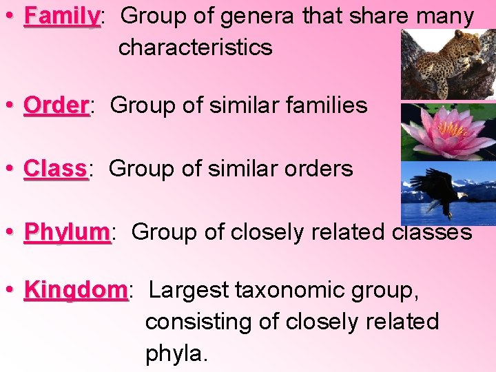 • Family: Family Group of genera that share many characteristics • Order: Order • Family: Family Group of genera that share many characteristics • Order: Order