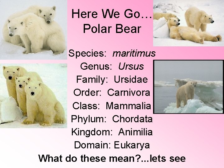 Here We Go… Polar Bear Species: maritimus Genus: Ursus Family: Ursidae Order: Carnivora Class: