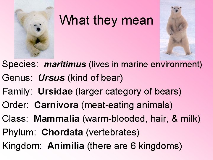 What they mean Species: maritimus (lives in marine environment) Genus: Ursus (kind of bear) What they mean Species: maritimus (lives in marine environment) Genus: Ursus (kind of bear)