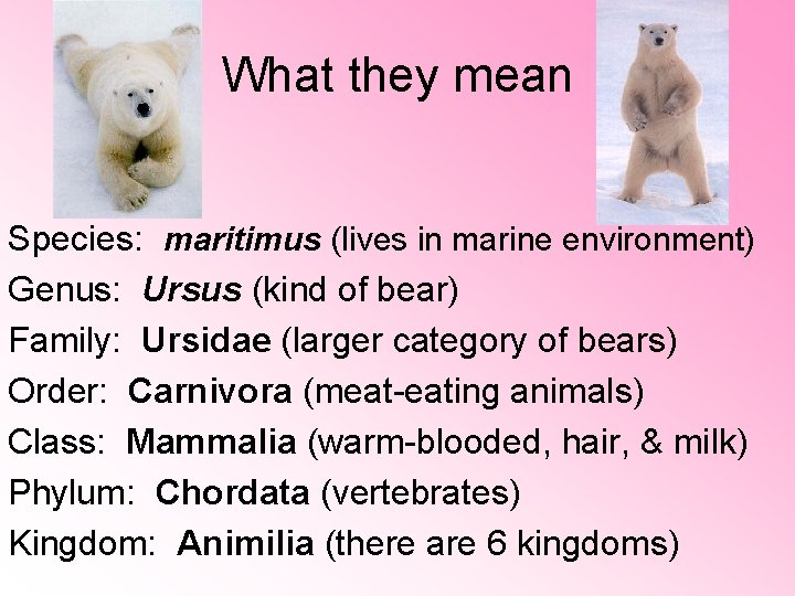 What they mean Species: maritimus (lives in marine environment) Genus: Ursus (kind of bear)