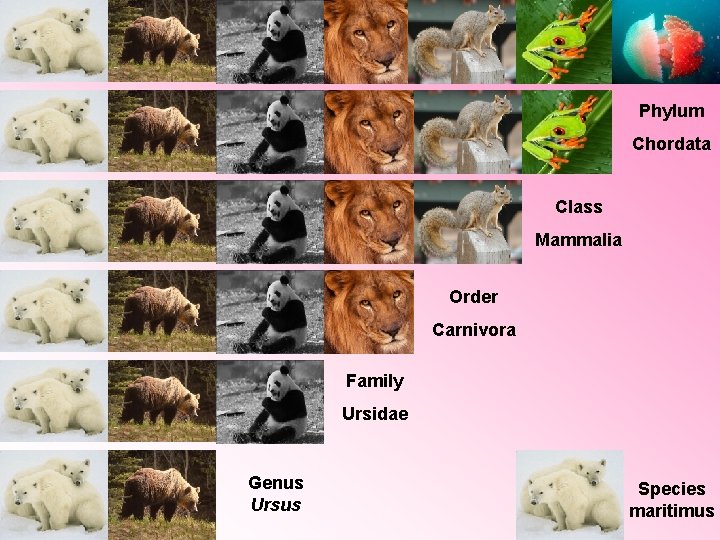 Phylum Chordata Class Mammalia Order Carnivora Family Ursidae Genus Ursus Species maritimus 