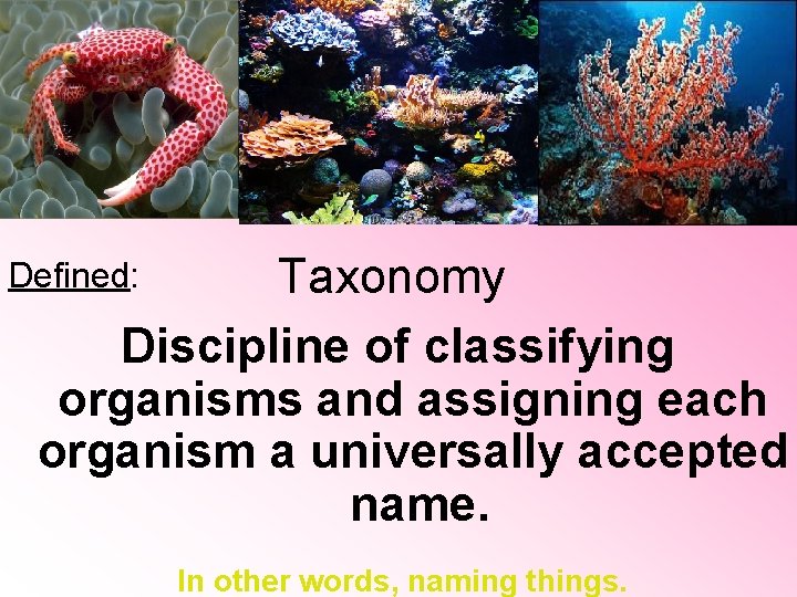 Taxonomy Discipline of classifying organisms and assigning each organism a universally accepted name. Defined: Taxonomy Discipline of classifying organisms and assigning each organism a universally accepted name. Defined: