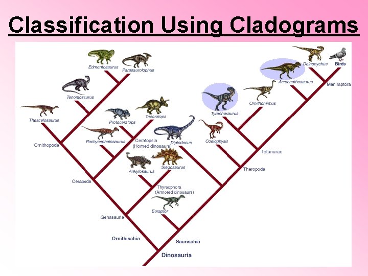 Classification Using Cladograms Classification Using Cladograms