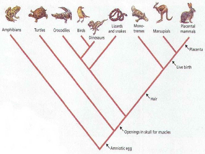 Crustaceans Gastropods Molted Exoskeleton Segmentation Free swimming Larva Using Cladograms, you can see that