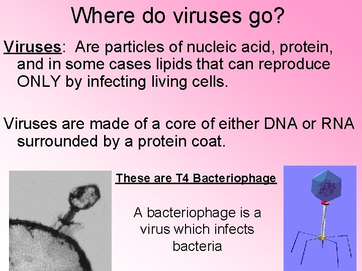 Where do viruses go? Viruses: Are particles of nucleic acid, protein, and in some