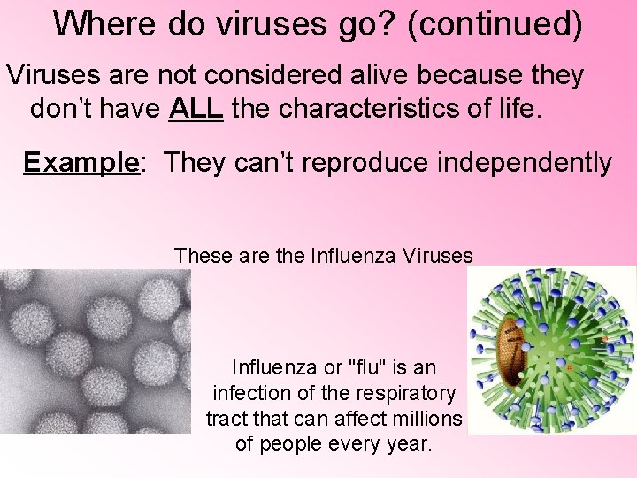 Where do viruses go? (continued) Viruses are not considered alive because they don’t have Where do viruses go? (continued) Viruses are not considered alive because they don’t have
