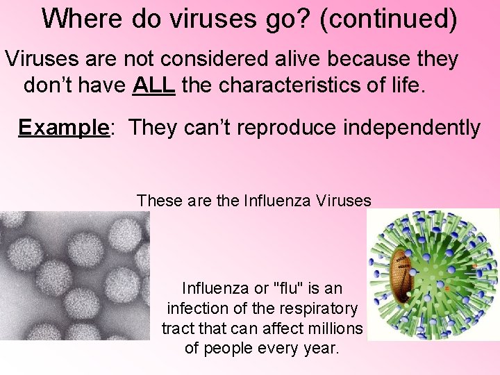 Where do viruses go? (continued) Viruses are not considered alive because they don’t have