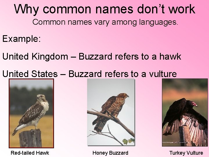 Why common names don’t work Common names vary among languages. Example: United Kingdom – Why common names don’t work Common names vary among languages. Example: United Kingdom –