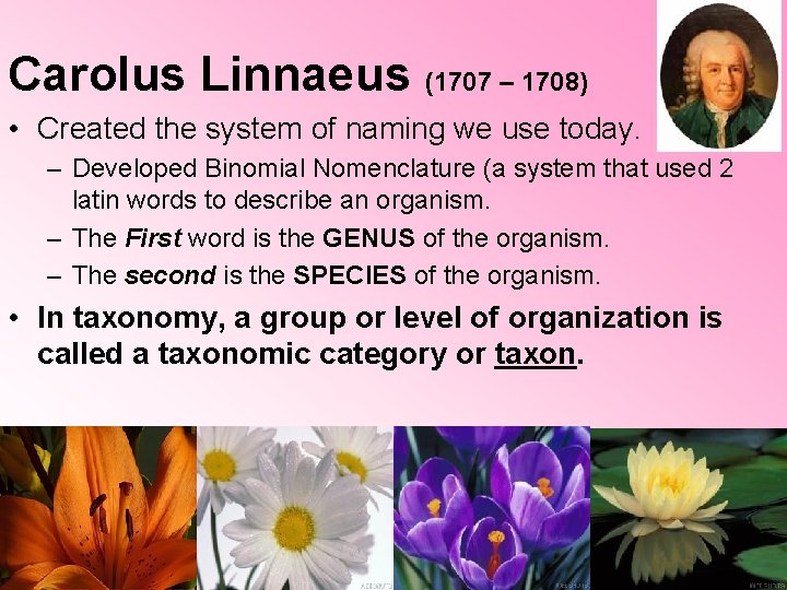 Carolus Linnaeus (1707 – 1708) • Created the system of naming we use today. Carolus Linnaeus (1707 – 1708) • Created the system of naming we use today.