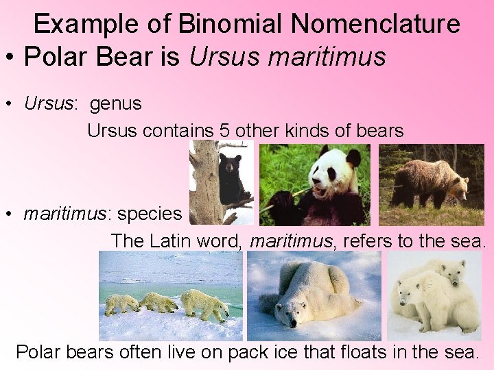 Example of Binomial Nomenclature • Polar Bear is Ursus maritimus • Ursus: genus Ursus