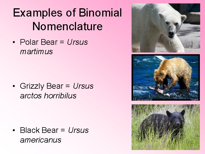 Examples of Binomial Nomenclature • Polar Bear = Ursus martimus • Grizzly Bear =