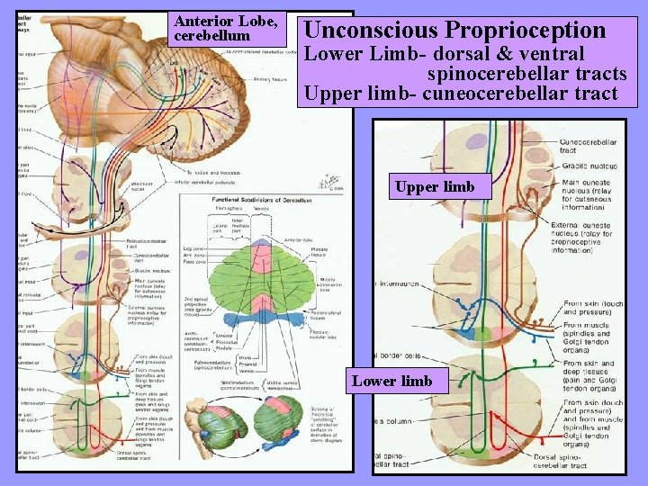 Anterior Lobe, cerebellum Unconscious Proprioception Lower Limb- dorsal & ventral spinocerebellar tracts Upper limb-