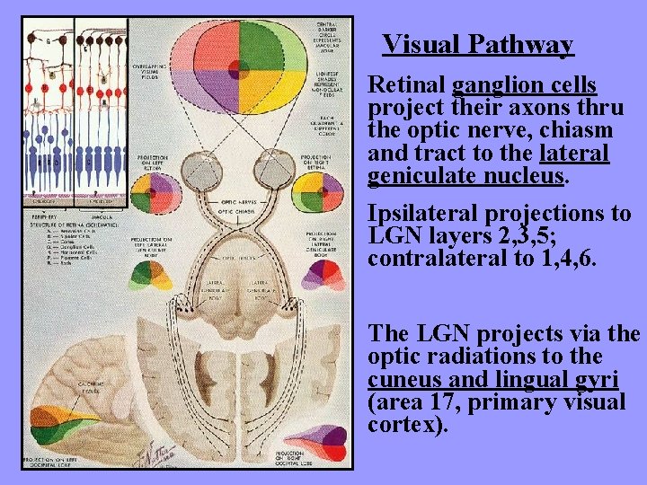 Visual Pathway Retinal ganglion cells project their axons thru the optic nerve, chiasm and