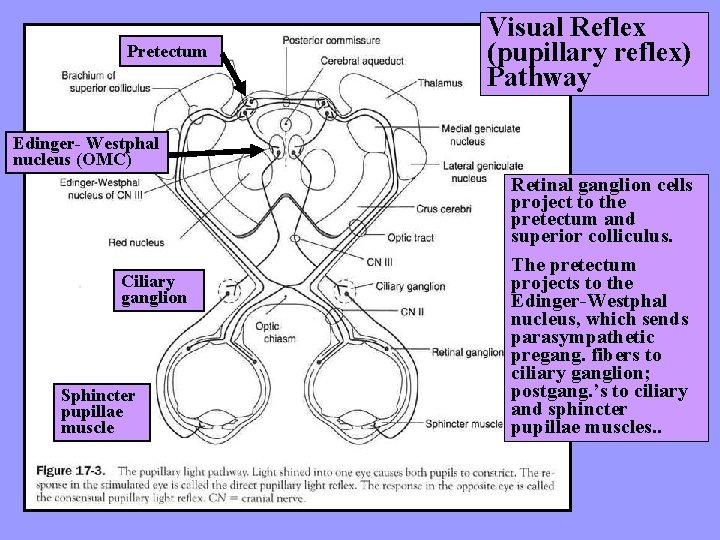 Pretectum Visual Reflex (pupillary reflex) Pathway Edinger- Westphal nucleus (OMC) Ciliary ganglion Sphincter pupillae