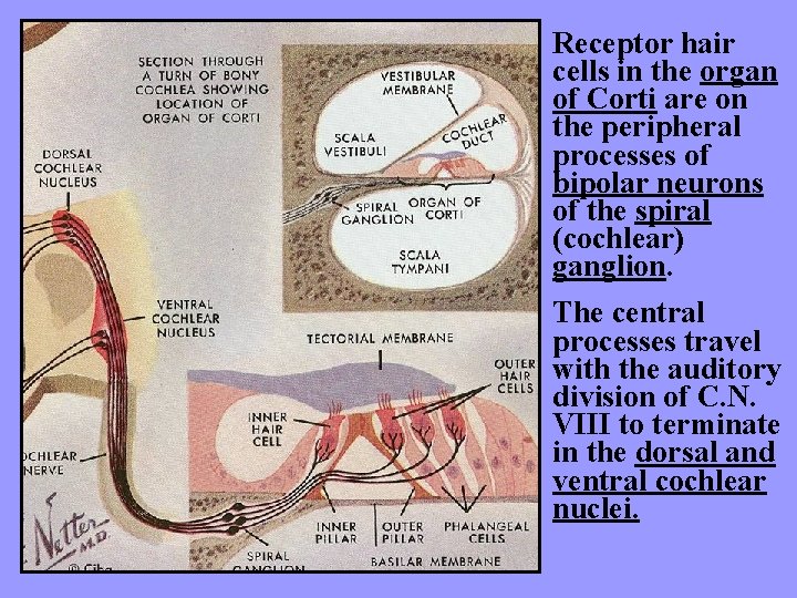 Receptor hair cells in the organ of Corti are on the peripheral processes of