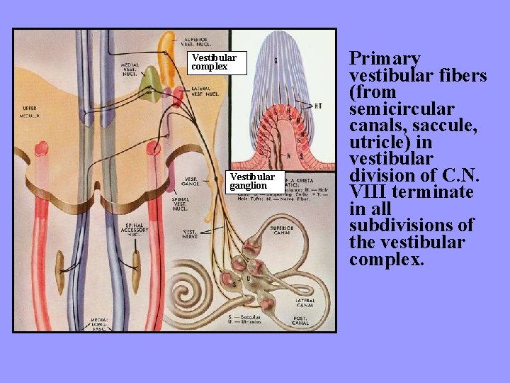 Vestibular complex Vestibular ganglion Primary vestibular fibers (from semicircular canals, saccule, utricle) in vestibular