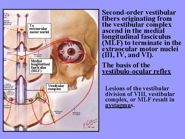 To extraocular motor nuclei Medial longitudinal fasciculus (MLF) Vestibular complex Second-order vestibular fibers originating